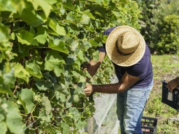 1728652742turismo_fenais_da_luz_rotas_das_vinhas.jpg