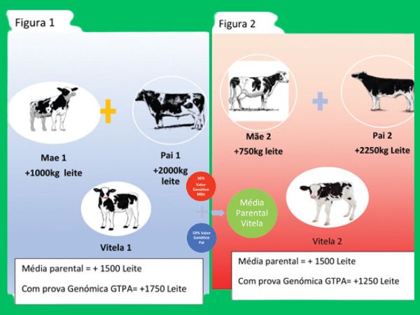 1736008703aa13_Avaliaxao_genetica_ID=184.jpg